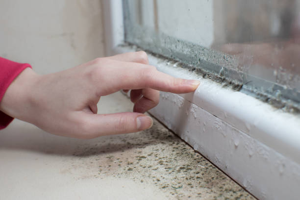 Asbestos and Lead Testing During Mold Inspection in Isle Of Palms, SC